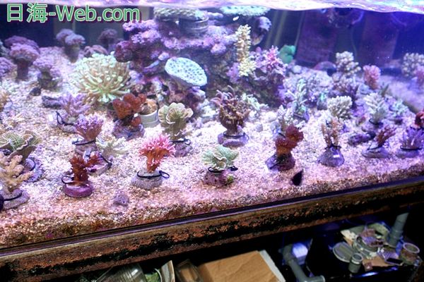 トンガ便入荷！ミドリイシトゲサンゴ入荷してます！ | 生麦海水