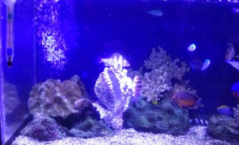 キャプチャ6