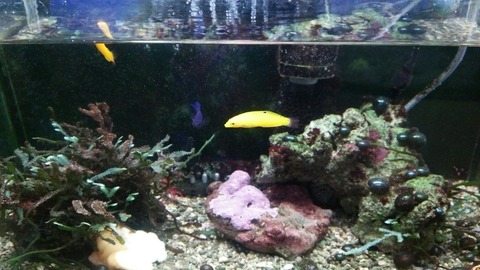 [画像:a7857aba-s.jpg]