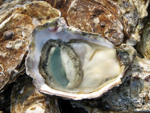 Open_Oyster_Lyon_market