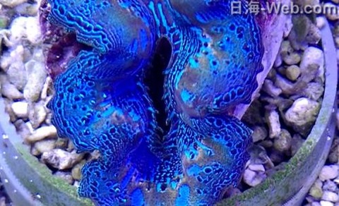 シャコガイの魅力 | 雑学 | 海水魚のパイオニア 日海センター （日海