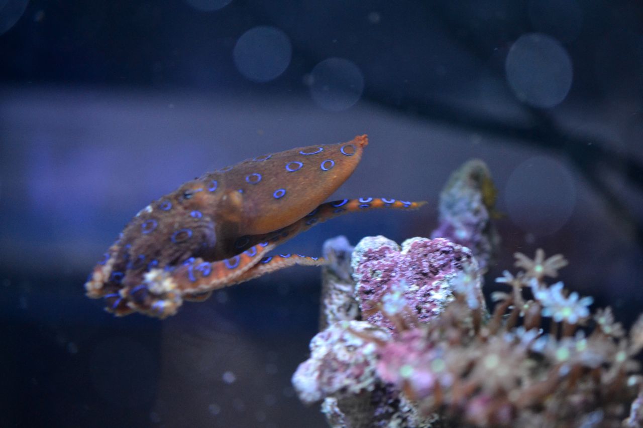 ハンクが来たー！！！ | 無脊椎動物の紹介 | 海水魚のパイオニア 日海