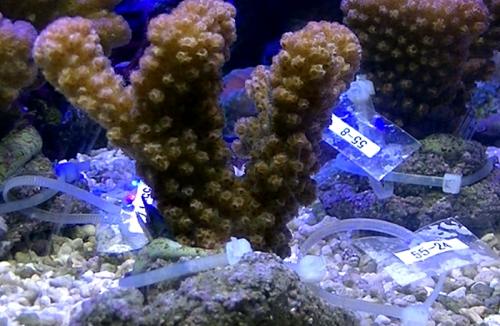 サンゴ特大希少入手困難輸入禁止