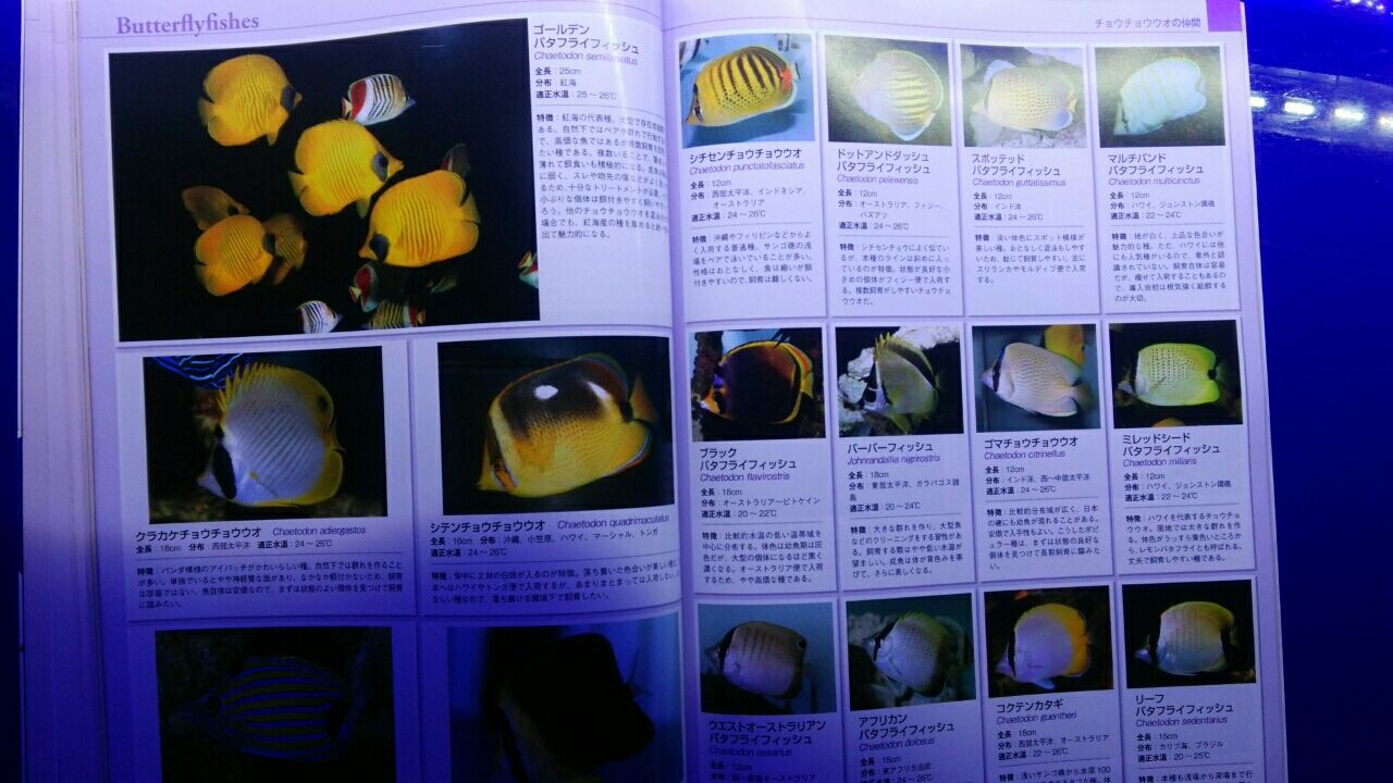 魚譜 マリンアクアリスト83海水魚図鑑新発売 | 書籍のご紹介 | 海水