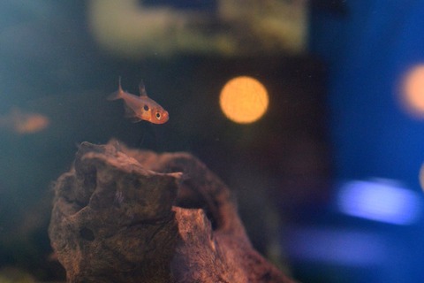 11201869_1001289559881931_874760027997594067_n