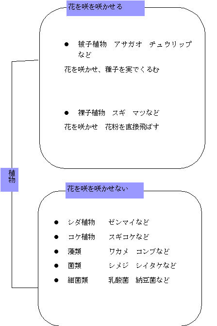 海草の凄さを探求していこう くまぱぱのブログ