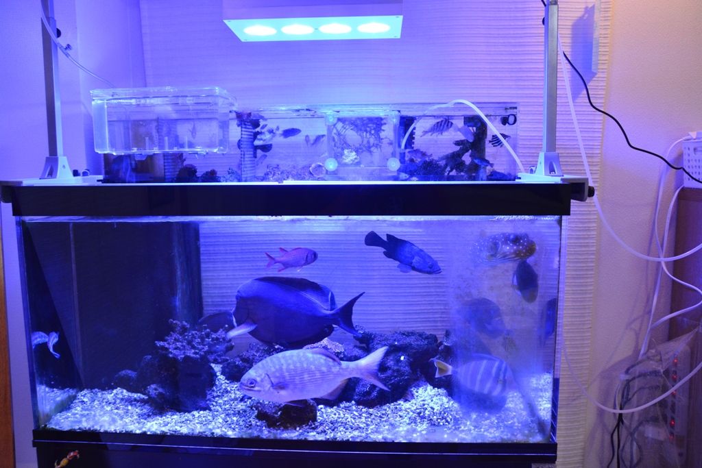水槽の備品色々沢山。 コトブキ工芸 水槽セット アクアリスト600S 観賞魚 LED 60cm水槽セット