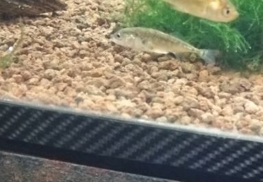 キャプチャt5