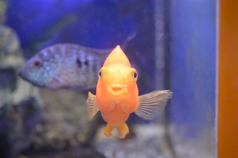 11067916_1000296956647858_4379722437550286333_n