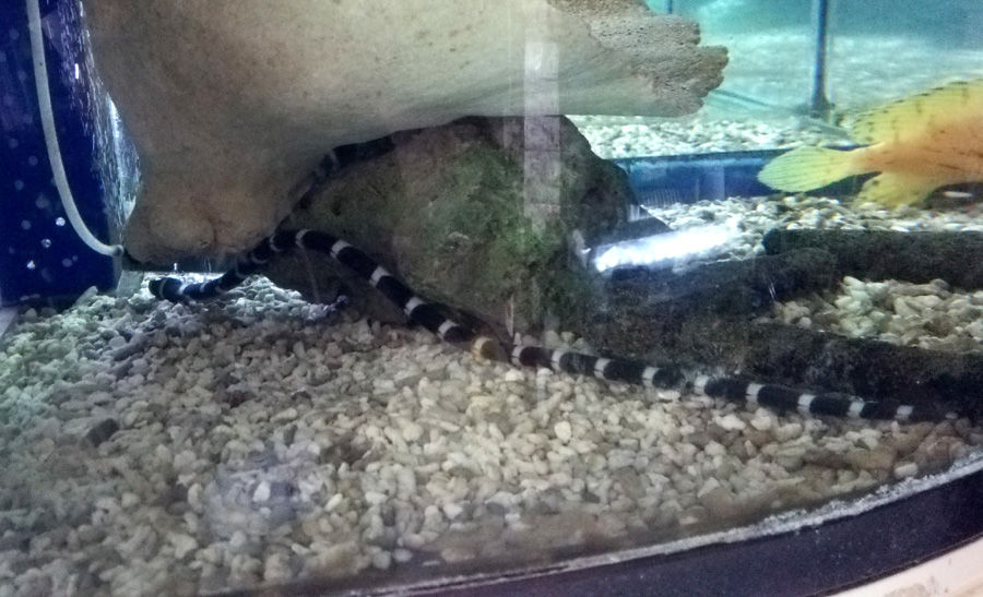 シマウミヘビ バンデッドスネークイール レア 貴重 ウナギ 海水魚 水槽飼育 シマウミヘビ バンデッドスネークイール レア 貴重 ウナギ 海水魚 水槽飼育