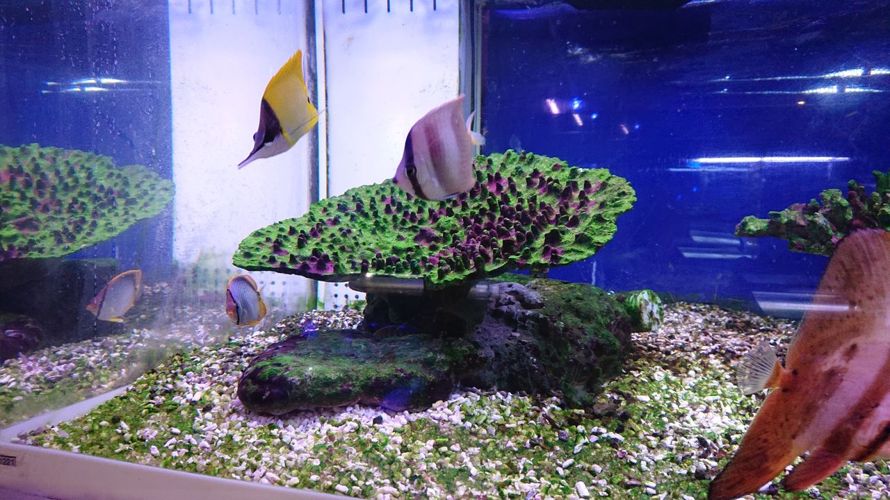 飾りサンゴレイアウトのお勧め | サンゴ紹介 | 海水魚のパイオニア 日