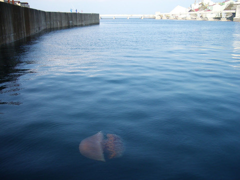 59974236_2abba68885_b