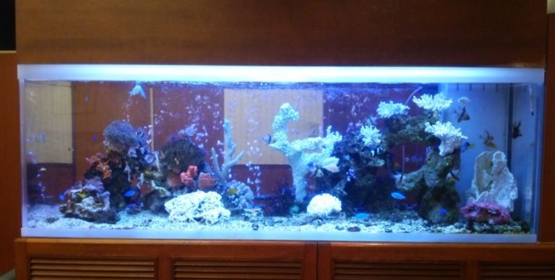 飾りサンゴを使用した水槽のレイアウトだよ。 | 水槽紹介 | 海水