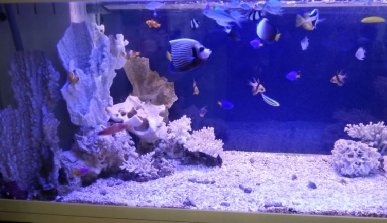 サンゴレイアウト サンゴを実際にレイアウトしてみた - YouTube