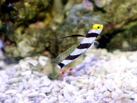 キャプチャe7