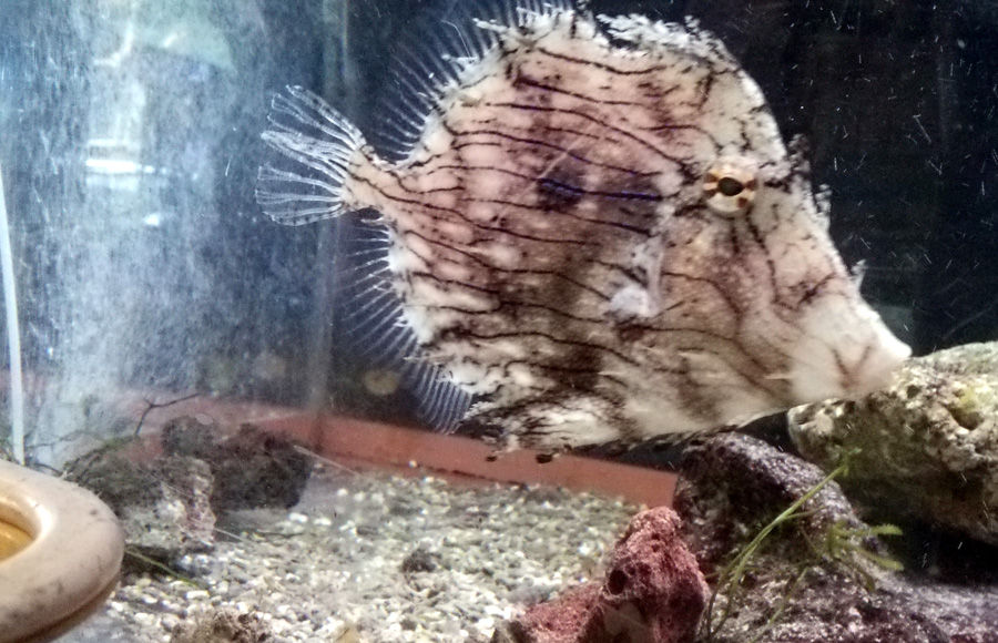 シマウミヘビ バンデッドスネークイール レア 貴重 ウナギ 海水魚 水槽飼育 バンデッドスネークイール[01808019789]の写真・イラスト素材｜アマナ