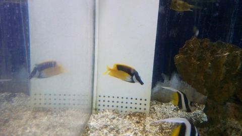 [画像:fd600e1d-s.jpg]