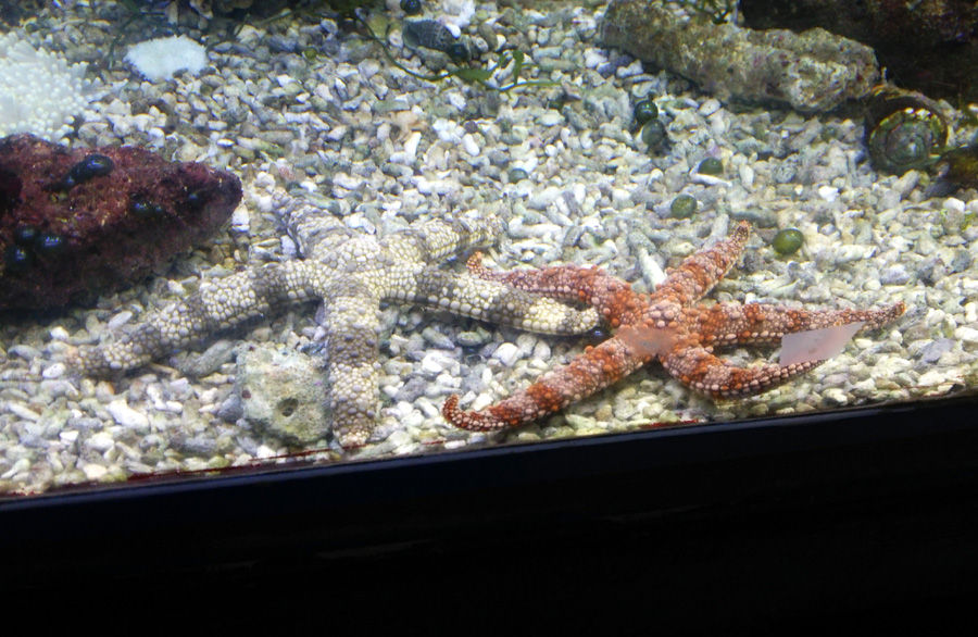 シマウミヘビ バンデッドスネークイール レア 貴重 ウナギ 海水魚 水槽飼育