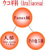 高麗人参(朝鮮人参)の分類