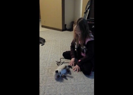女の子のマネをして「ばんにゃーい」する子猫