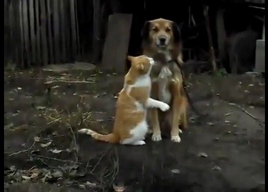 仲良く寄り添う犬猫カップル