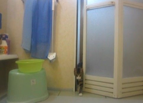 飼い猫に撮影拒否された