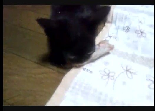 がめつい子猫と呆れる家族