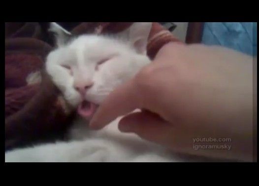 ���Ƥ��뤹���˰���ĥ�äƤߤ�