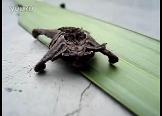 未知の生物