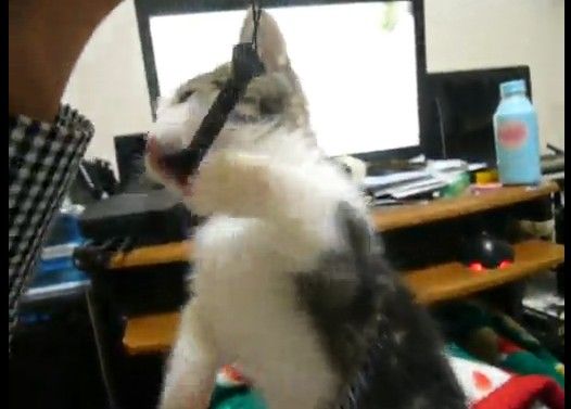 にゃんこが立った