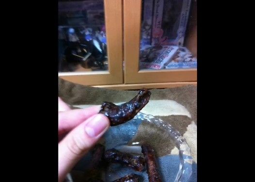 トリビアの泉 「かりんとうを水に一晩つけておくと朝・・・」