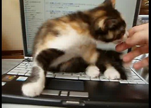 ネットができない