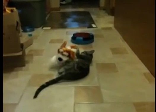 �Ҥ������븤�Τ������VS�̤�