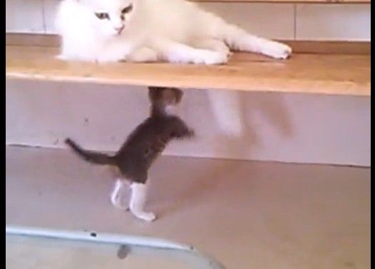 ランちゃん流子育て法★シッポを追いかけ回す子猫がかわいいです!