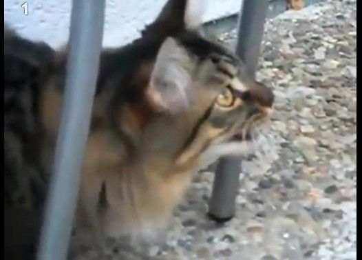 野鳥と会話する賢い猫