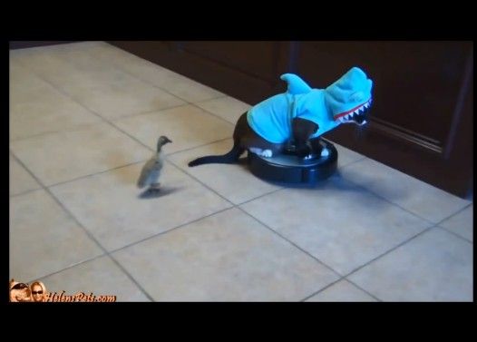 ジョーズと化した猫、ルンバを駆使してダックちゃんを強襲