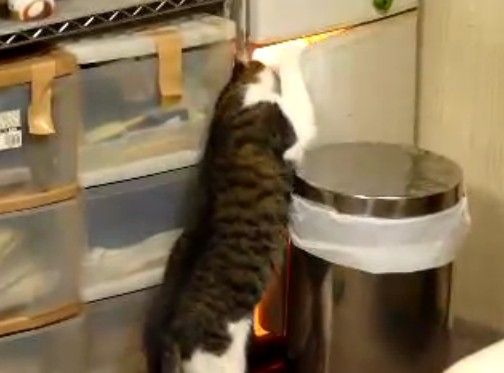 自ら冷蔵庫を開けて進入する猫