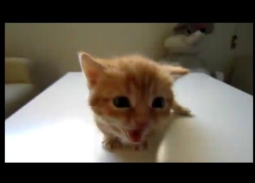 ��������ä���