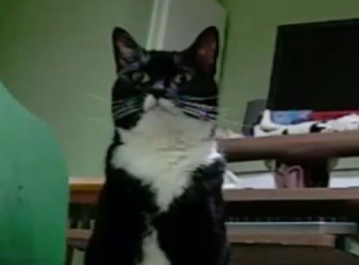 恐怖!金縛り猫