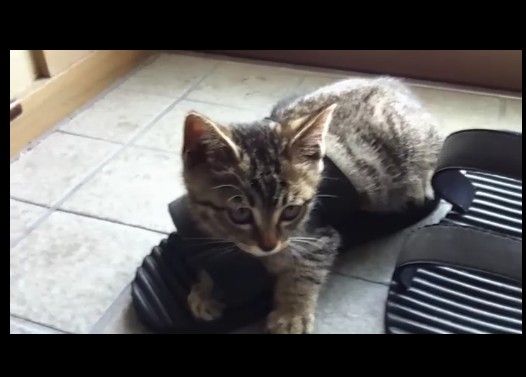 ���������Ȥä�ȴ���Ф��ʤ���ǭ
