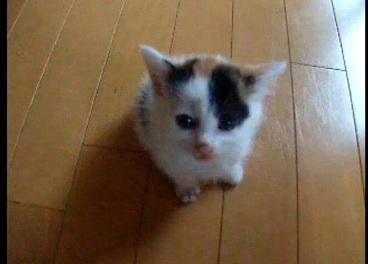 登って甘えたい子猫