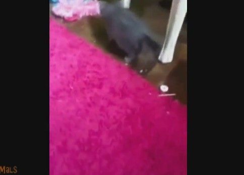 動くカーペットに反応してビックリジャンプをする猫たち