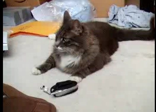 �ͥ������忮���˸��Ǥ��ʤ����Χ�����Ĥ��֤��ͥ�