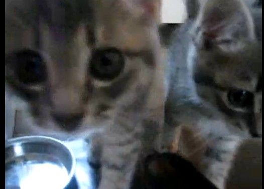 こぬこぬこぬこ♪ ごはんちょーだい