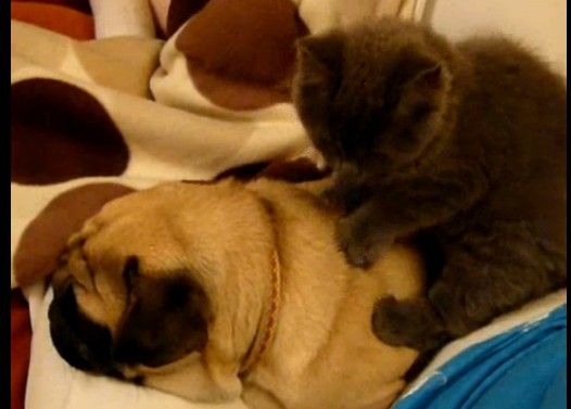 猫のマッサージが気持ち良くてイビキをかいて寝る犬