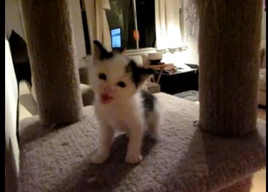 傾きながらにーにー返事する子猫