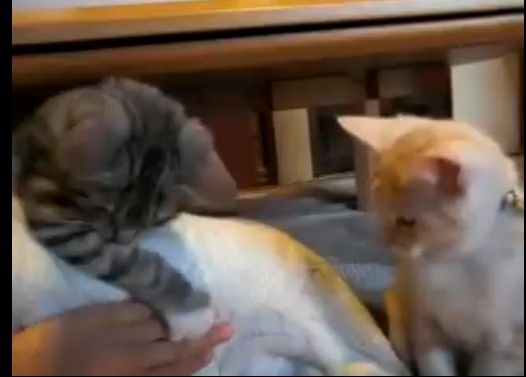 いつのまにかマジ喧嘩になる猫たち
