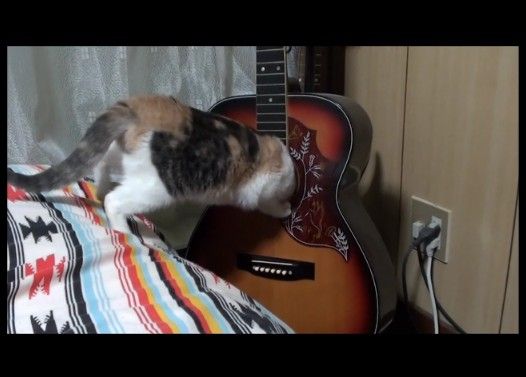 どうしてもギターの中に入りたい猫
