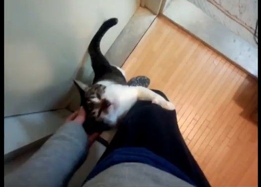 うちの猫に好かれ過ぎてつらい