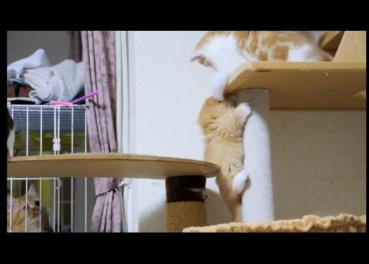 【マンチカン3兄弟】猫タワー争奪戦
